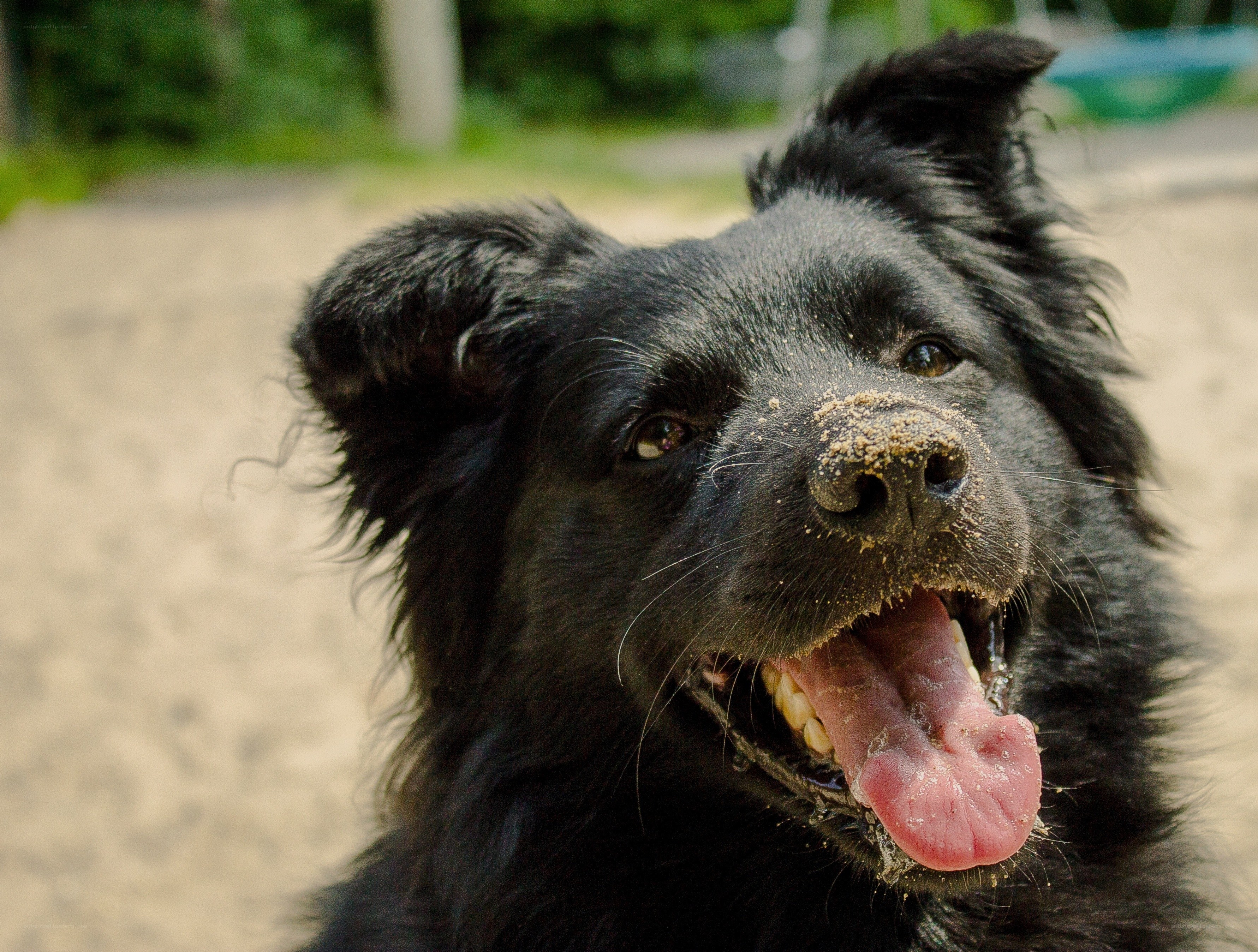 happy black dog at the park