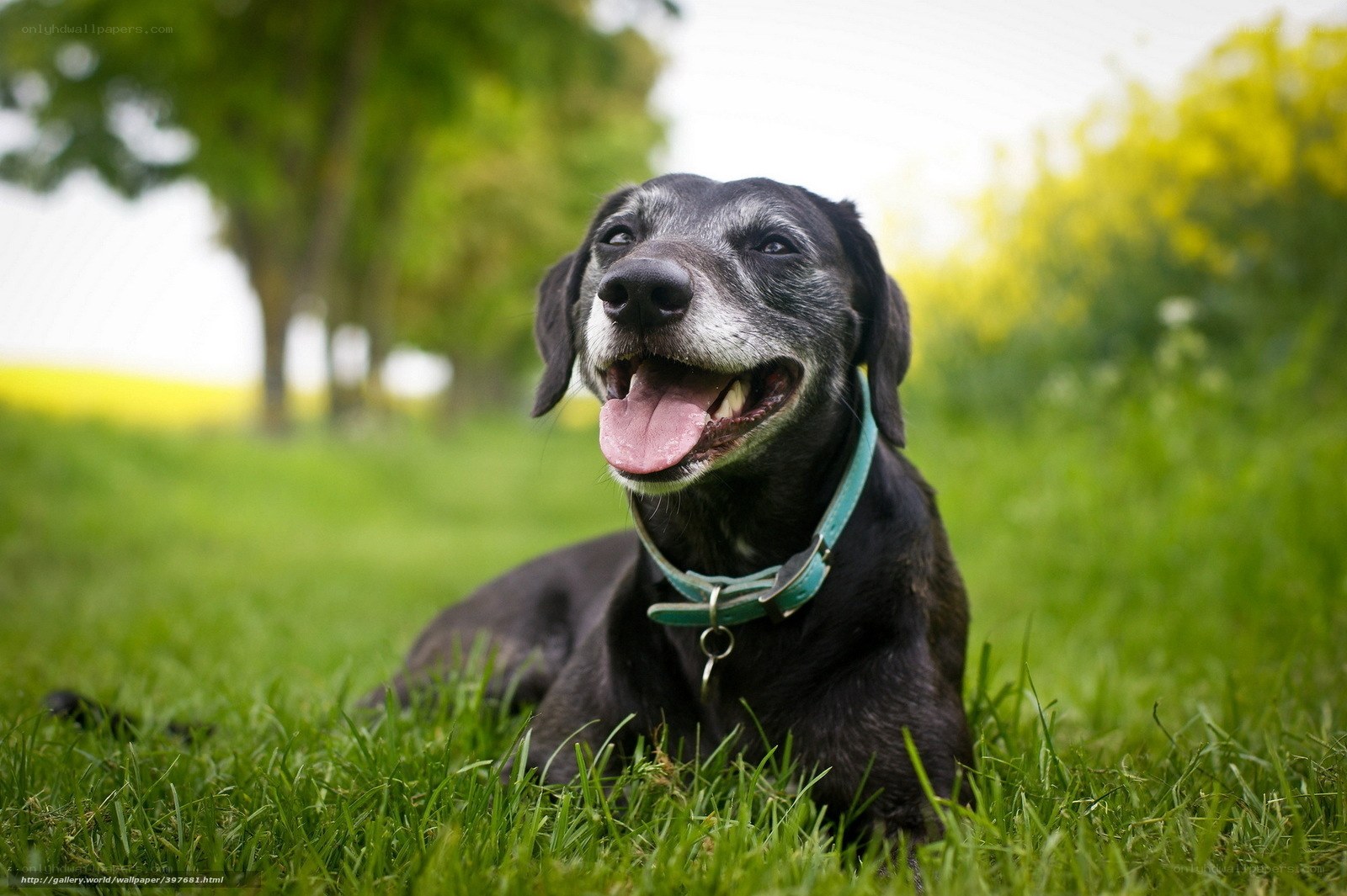 Happy black dog on grass