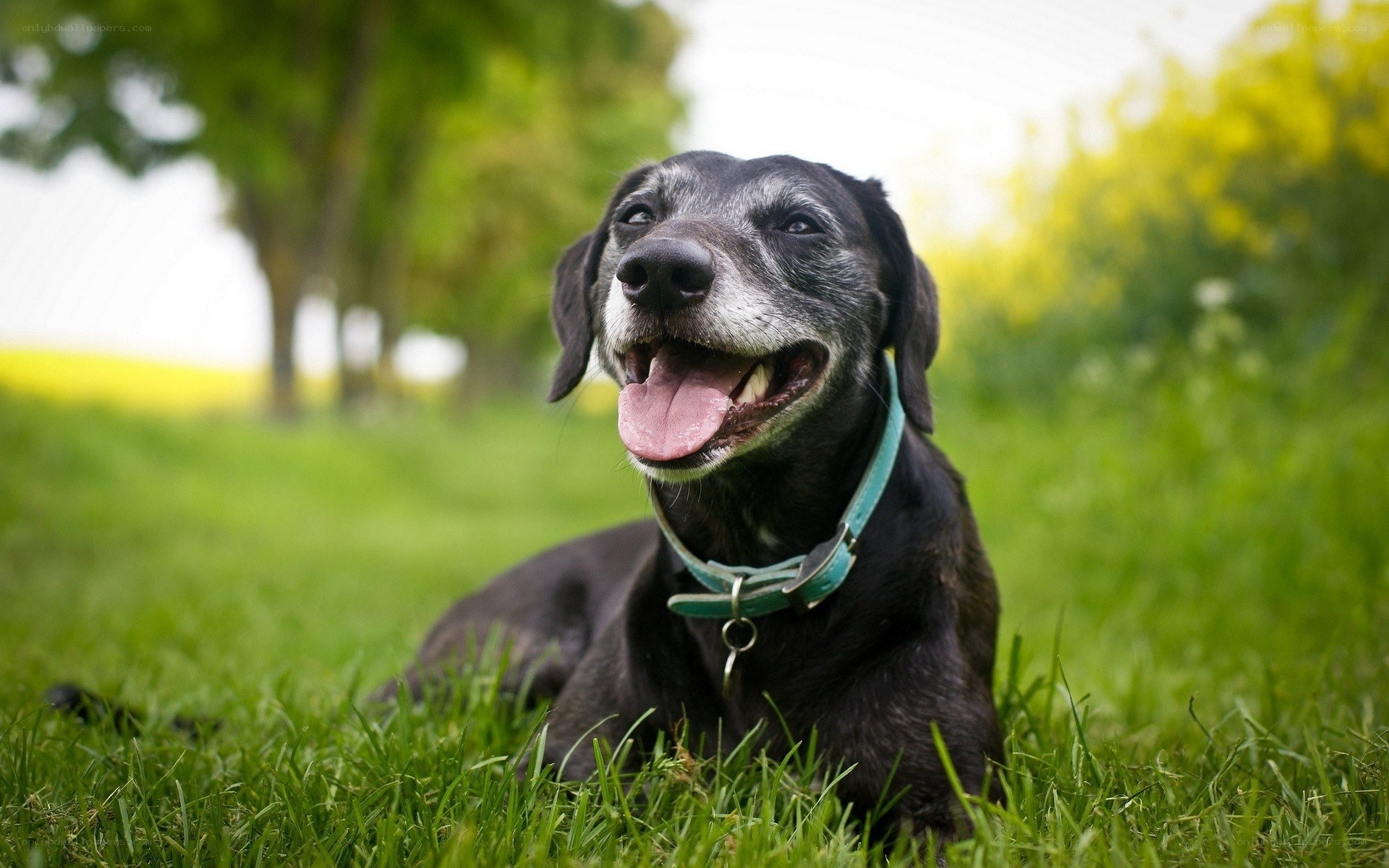 Happy black dog on grass