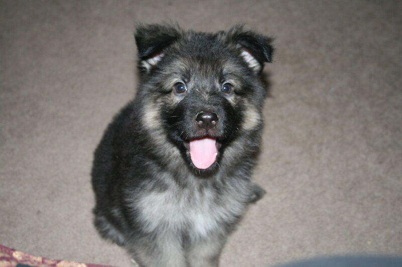 happy black puppy sitting