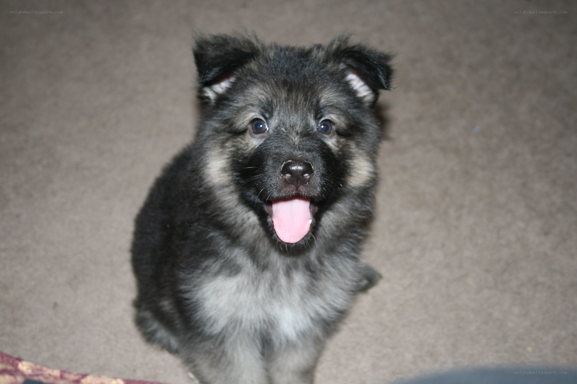 happy black puppy sitting