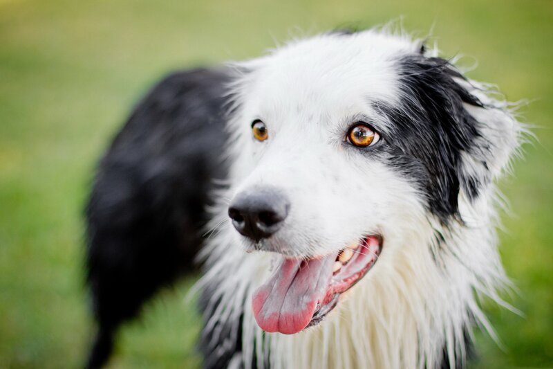 happy border collie dog