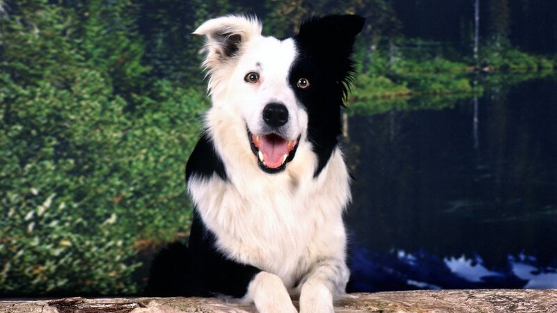 happy border collie dog