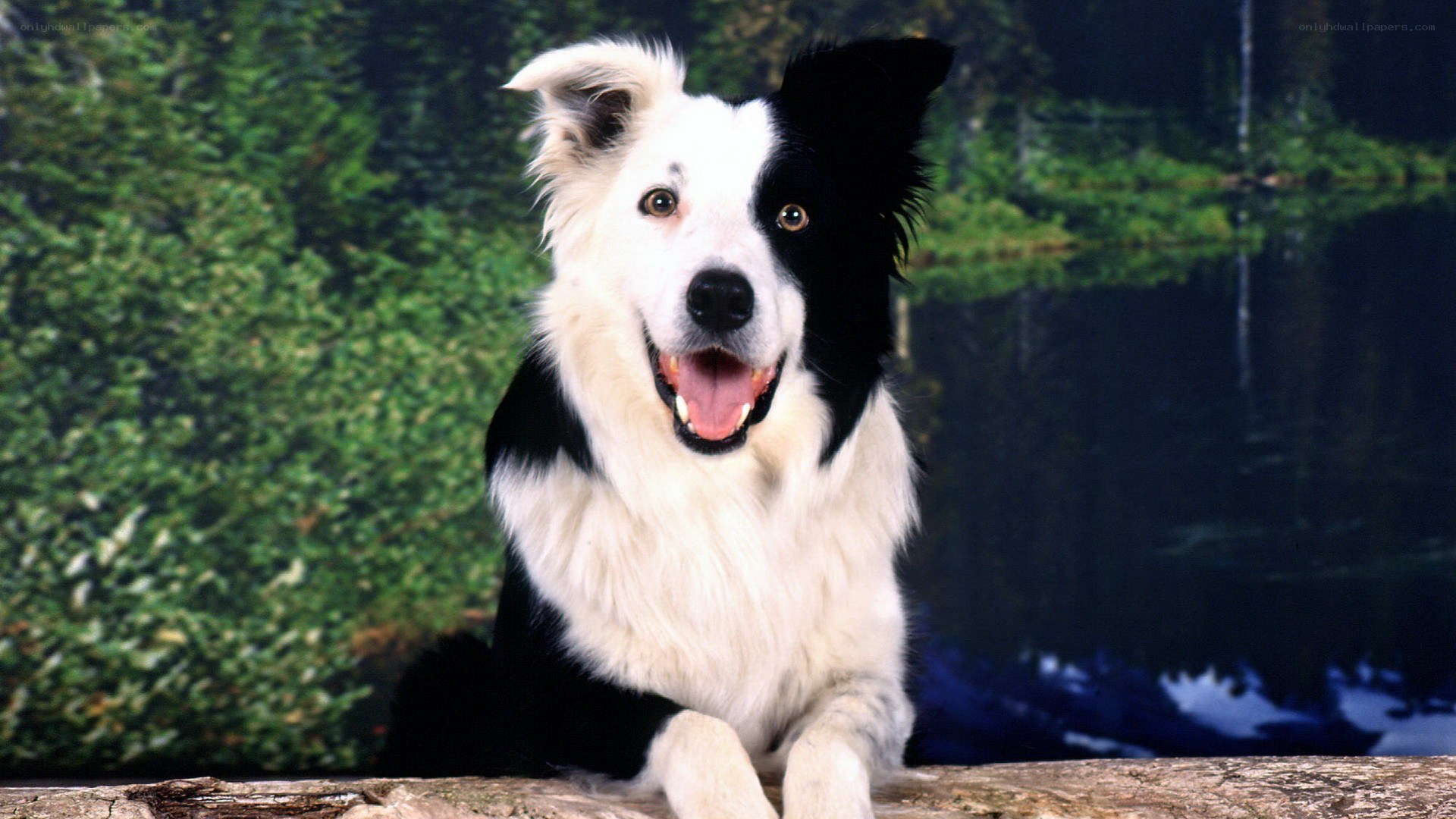 happy border collie dog