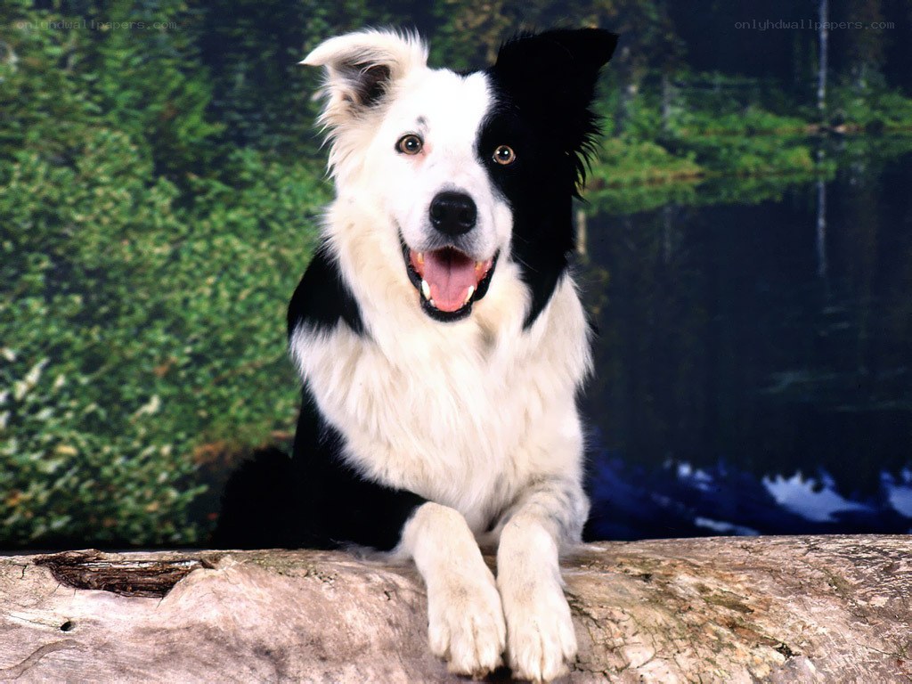 happy border collie on log