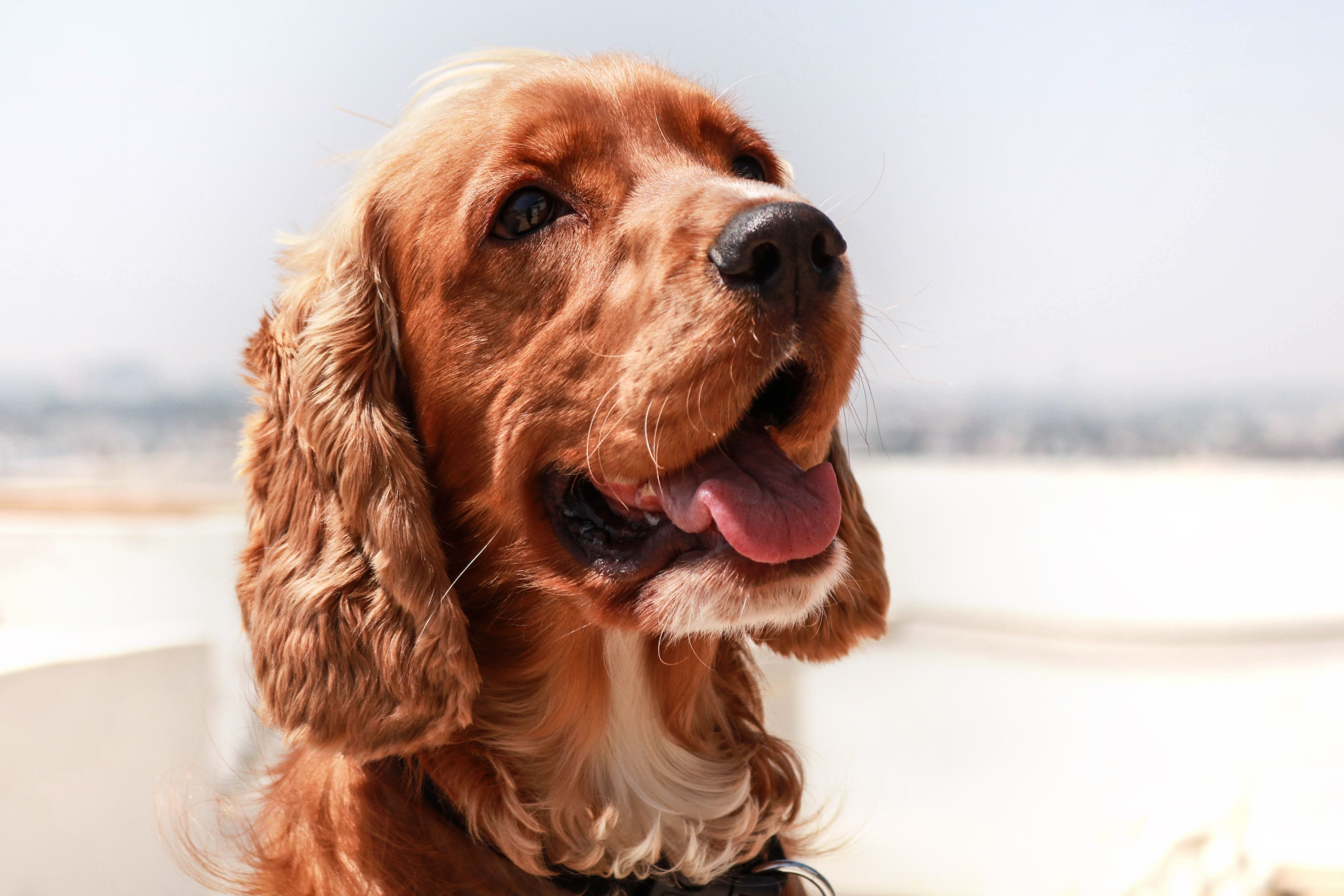 happy brown dog outdoors