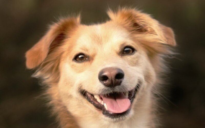 Happy Brown Dog