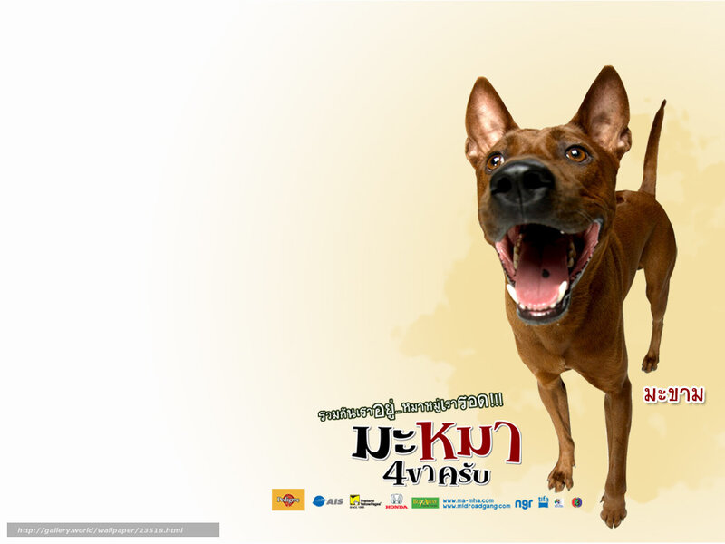 happy brown dog wallpaper
