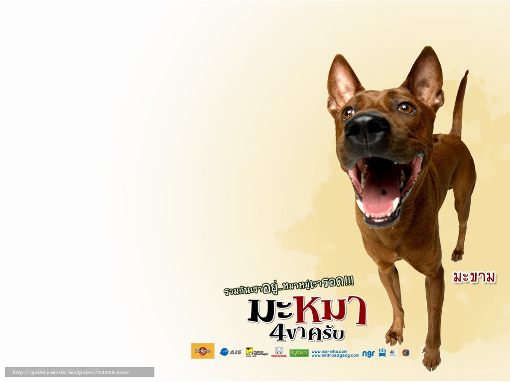happy brown dog wallpaper