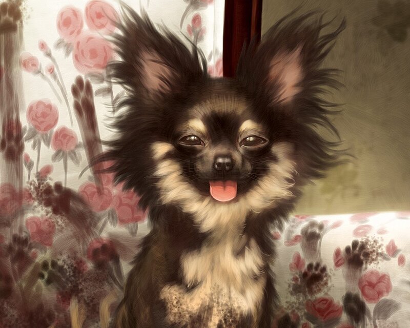 happy chihuahua with tongue out