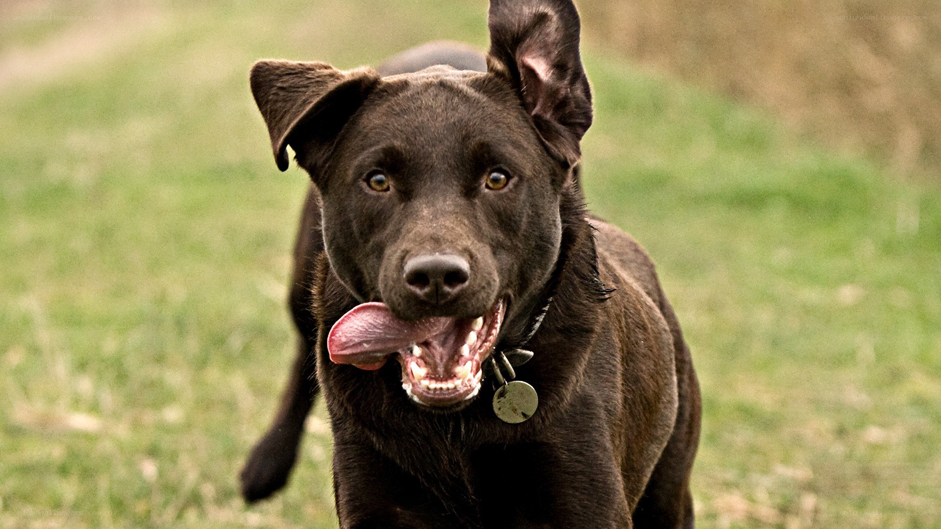 happy chocolate labrador