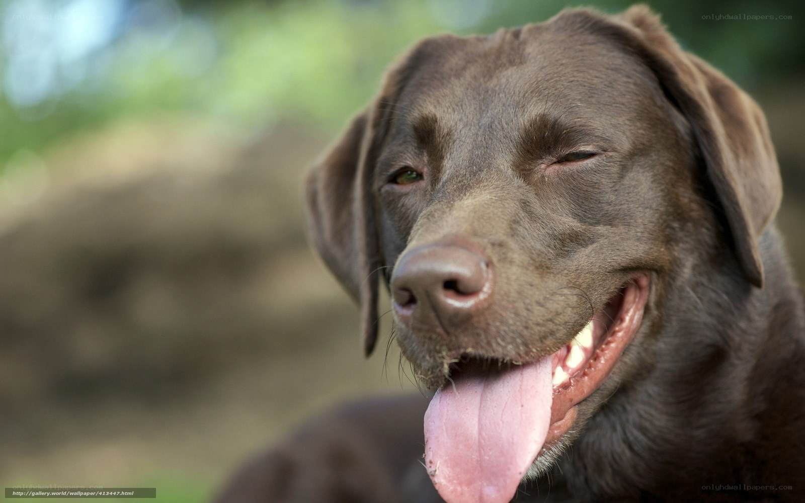 happy chocolate labrador