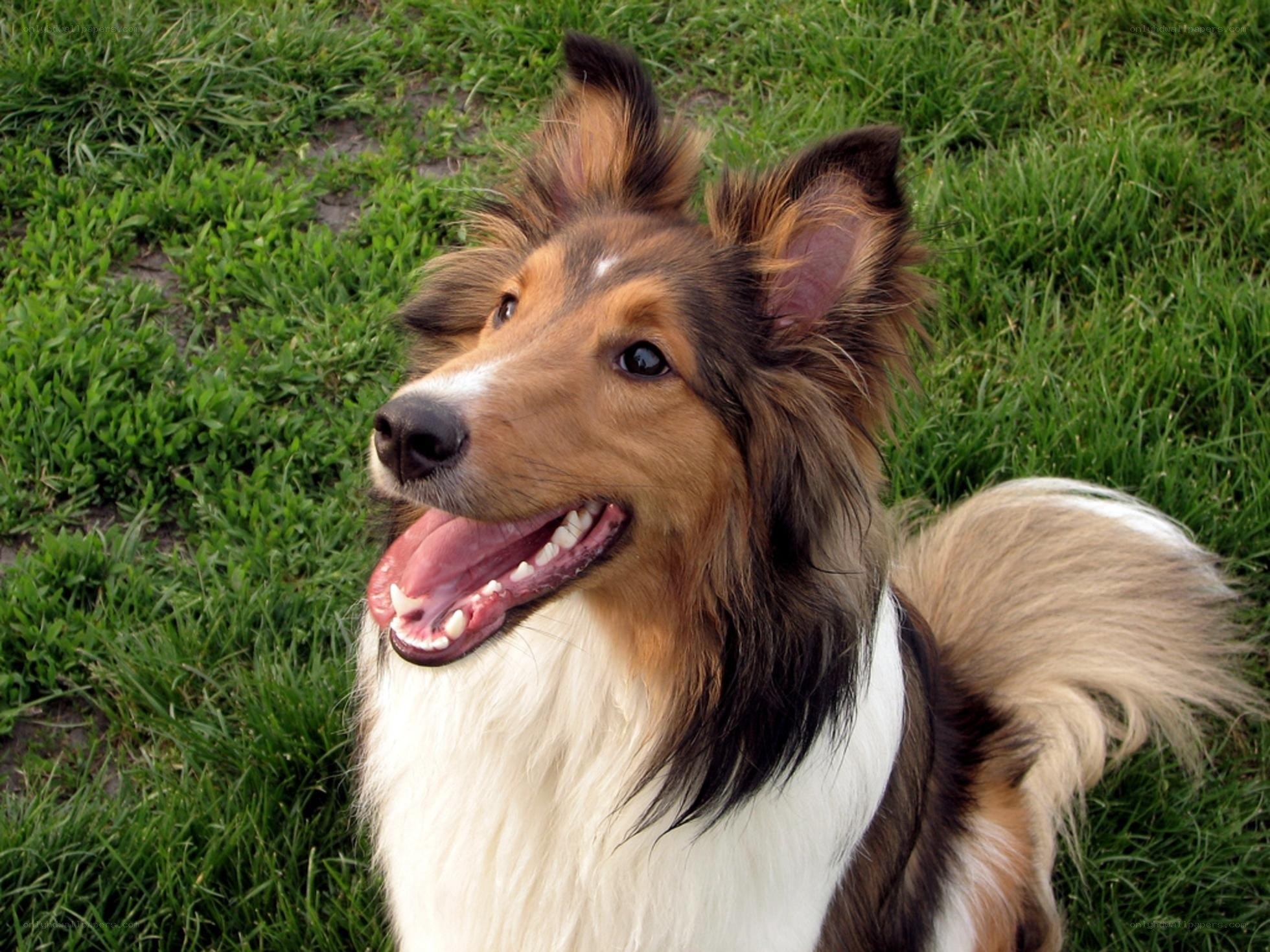 happy collie on grass