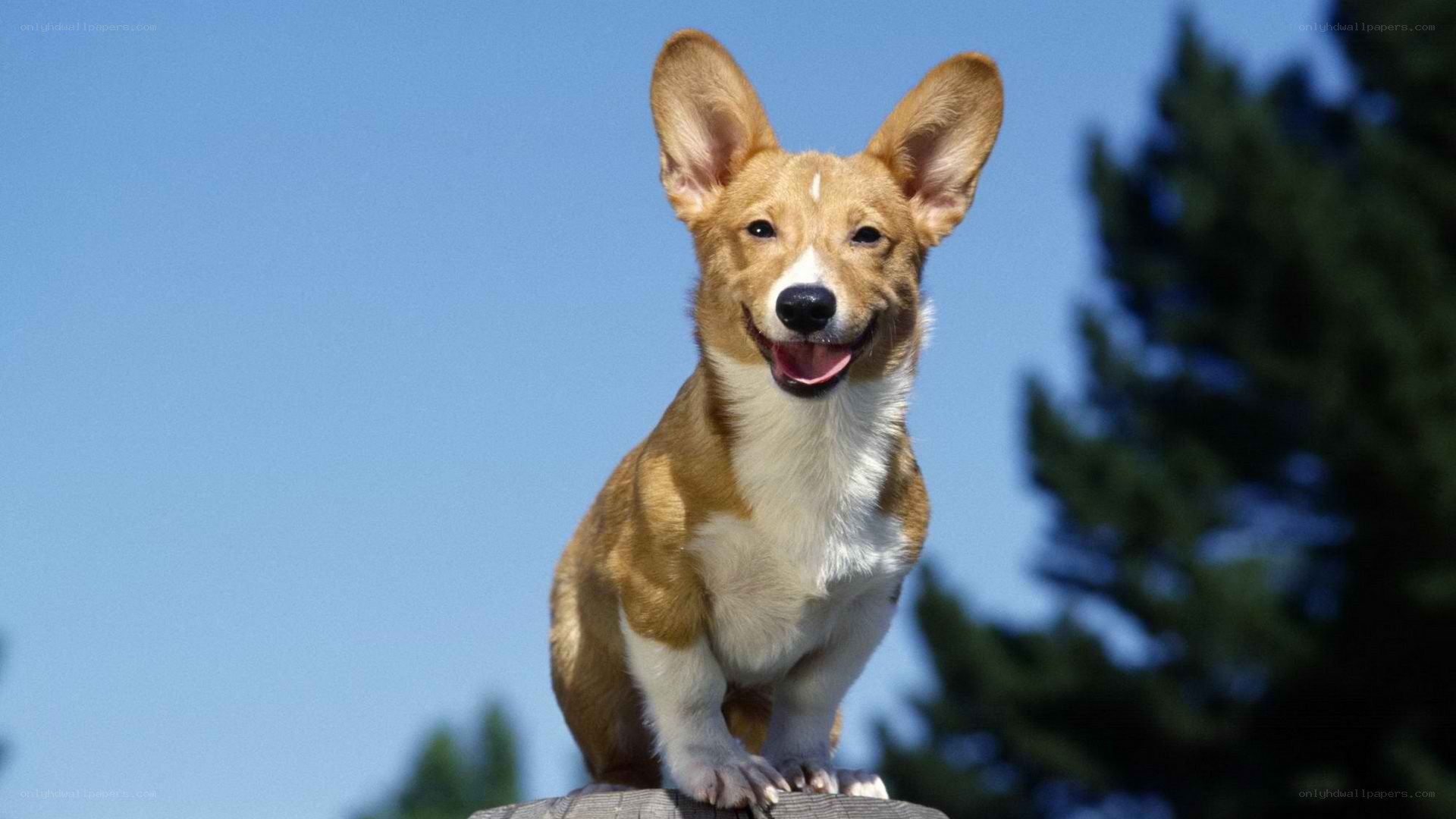 happy corgi dog outdoors