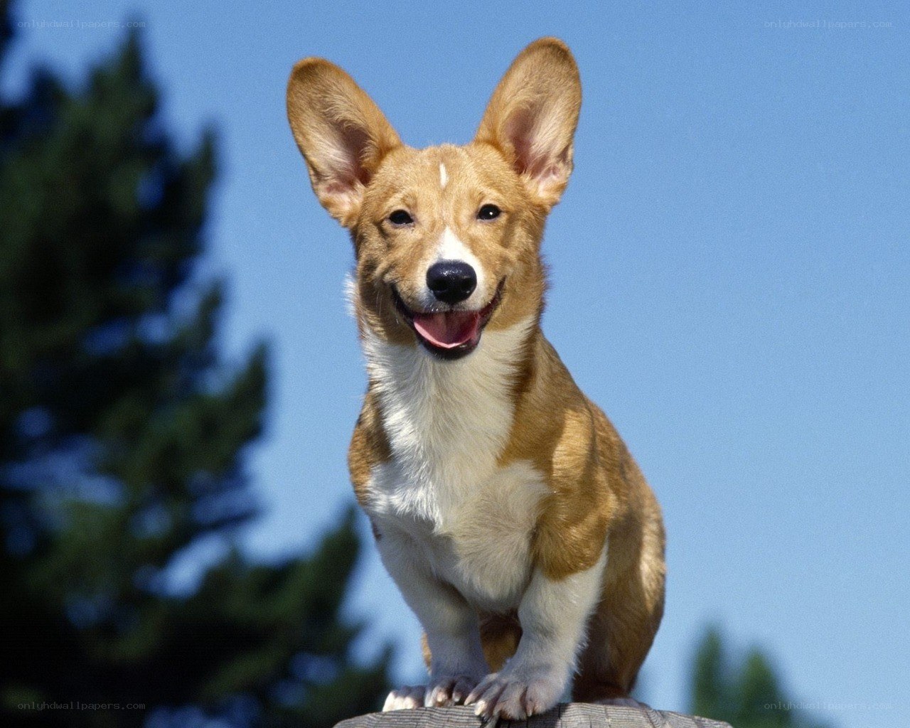 happy corgi dog outdoors