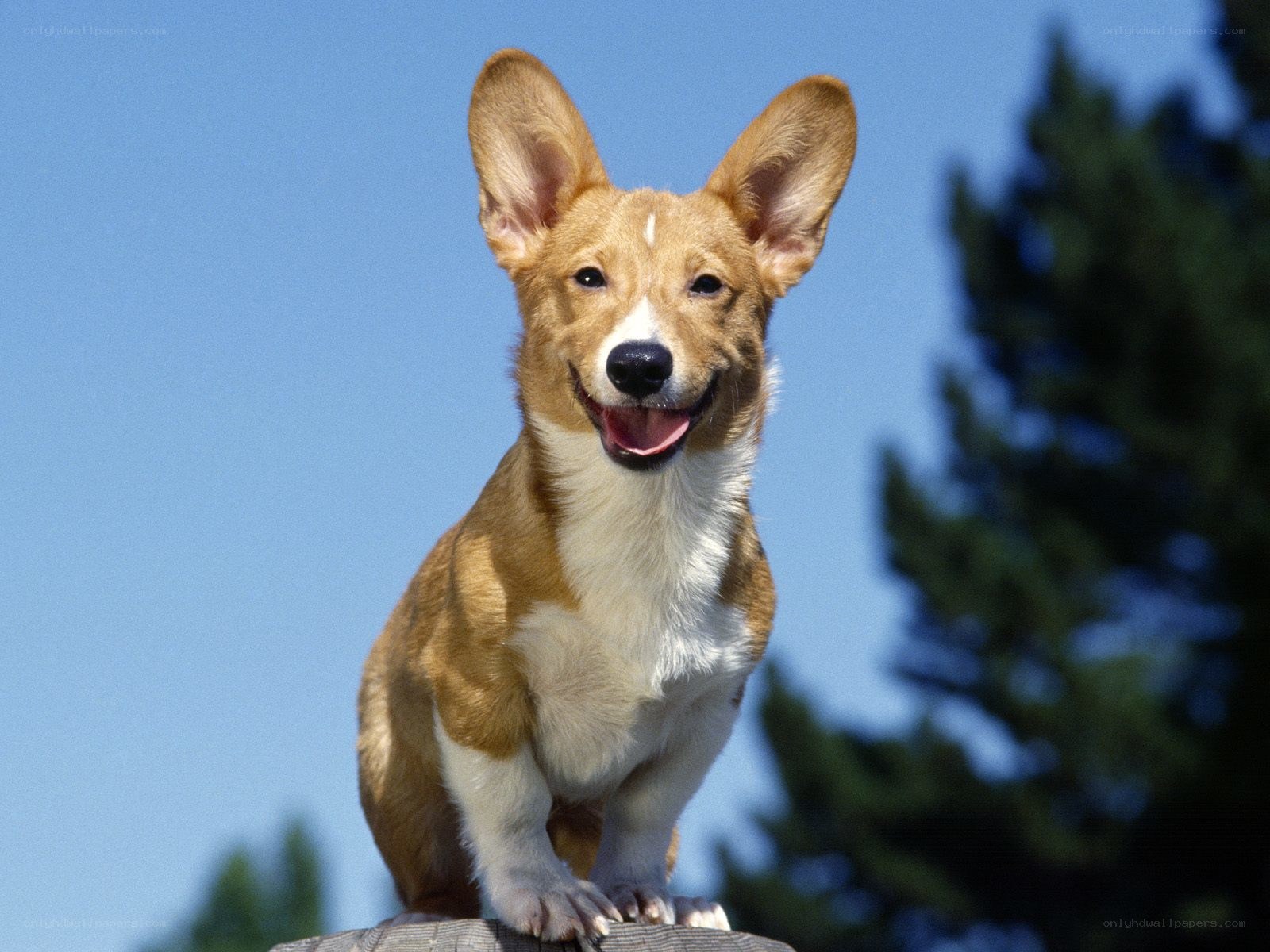 happy corgi dog outdoors