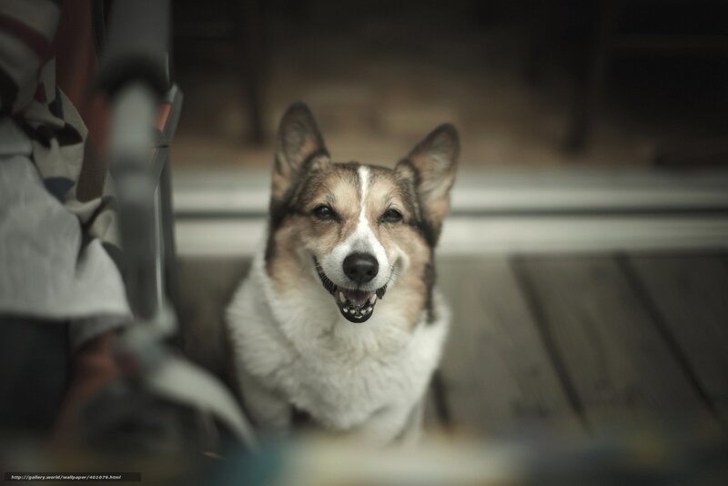 happy corgi dog