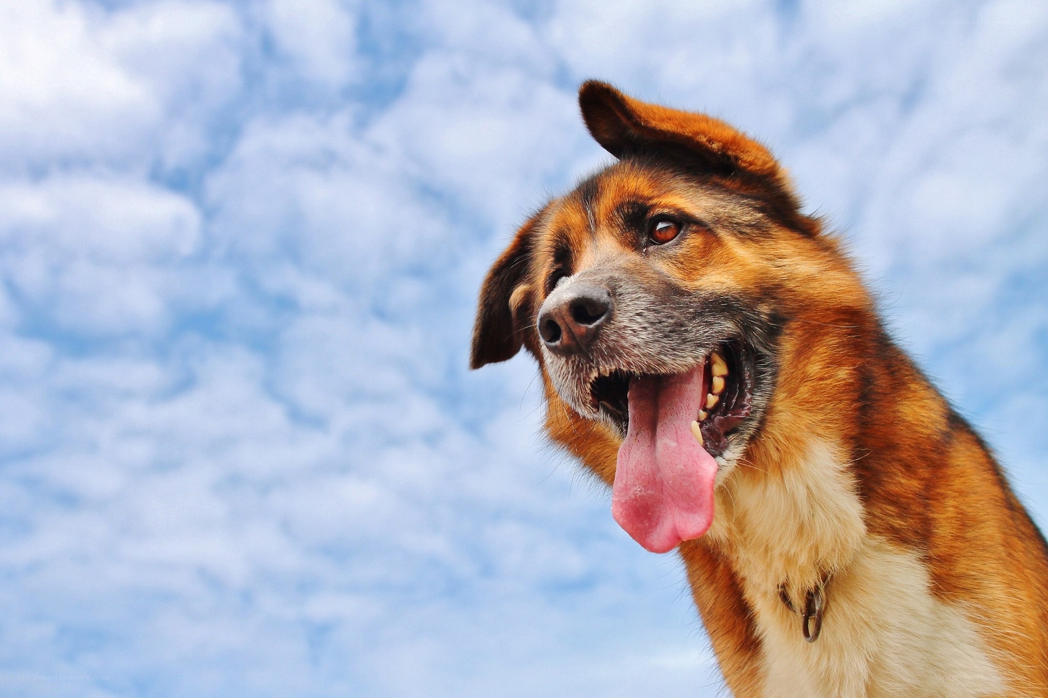 happy dog against blue sky