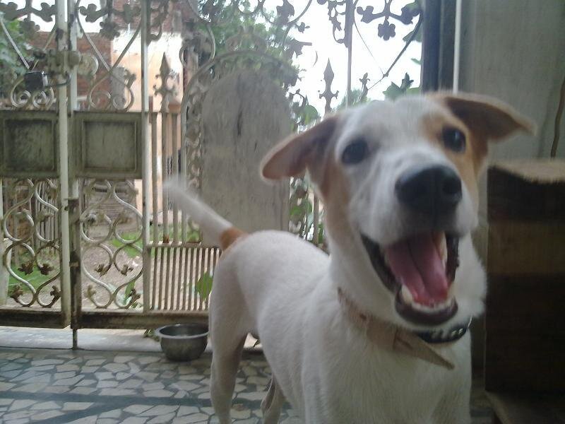 happy dog at the gate