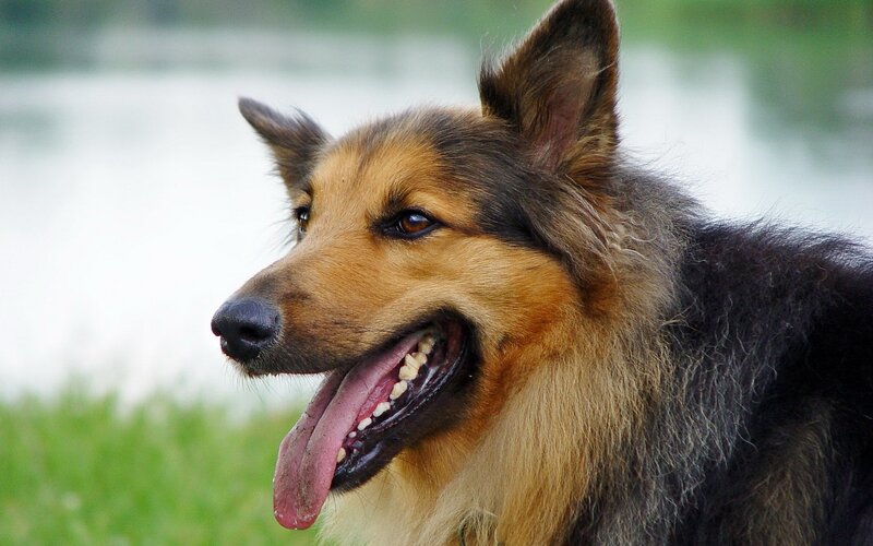 happy dog by the water