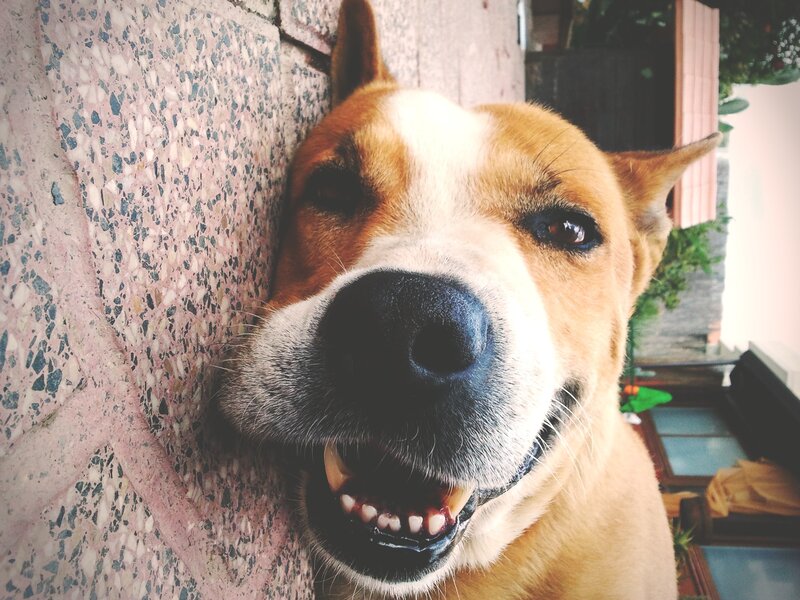 happy dog close-up