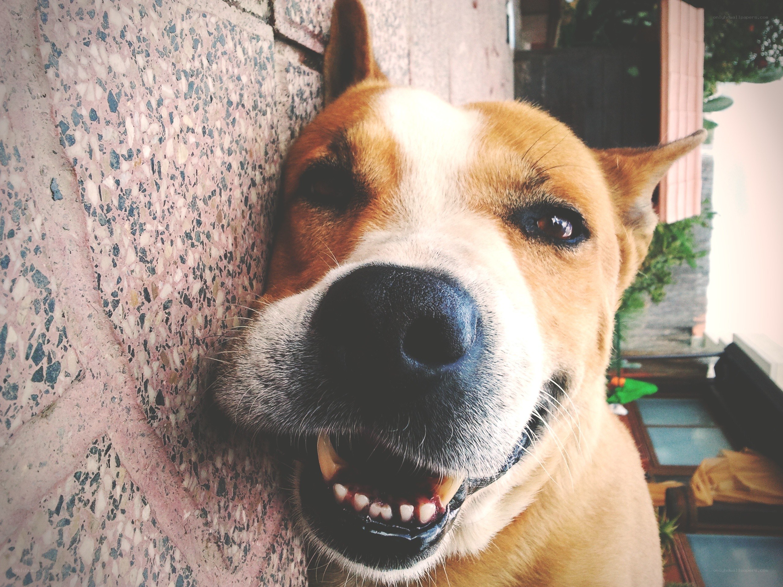 happy dog close-up