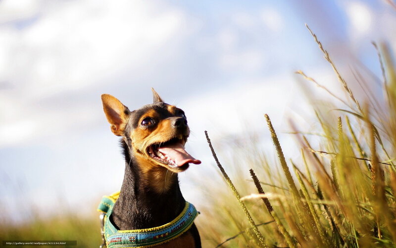 happy dog in a field