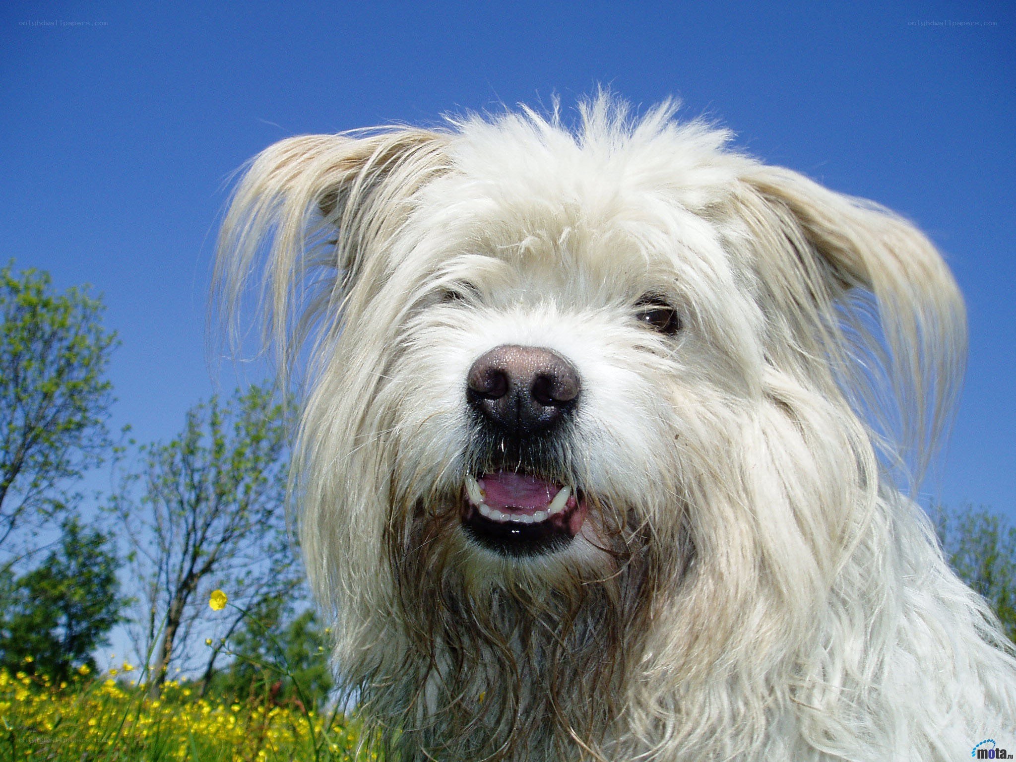 happy dog in a field