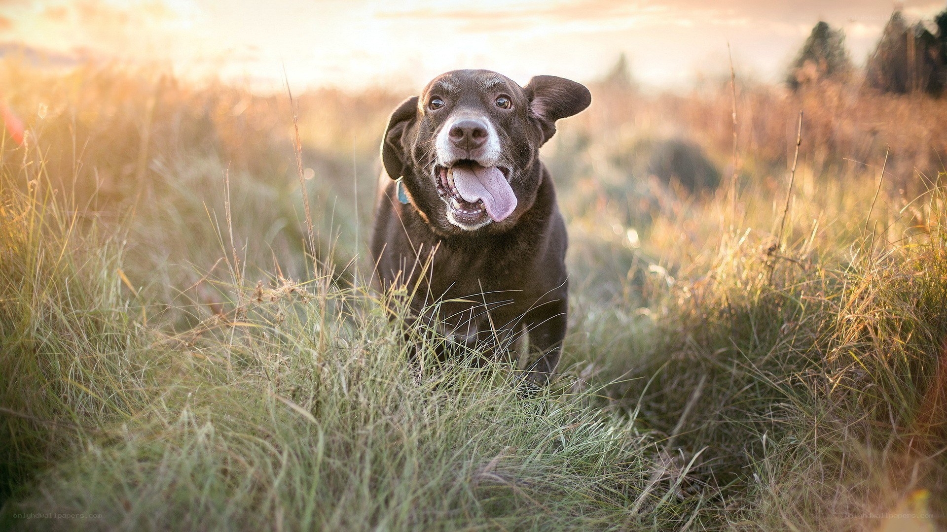happy dog in a field