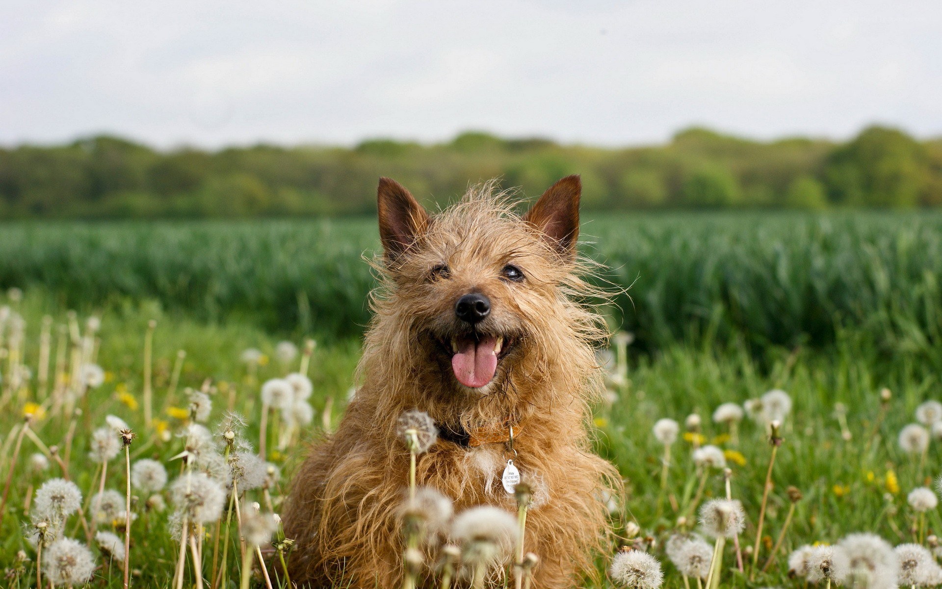 happy dog in a field