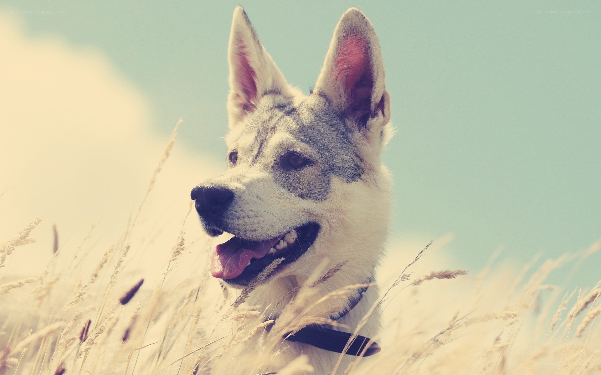 happy dog in a field