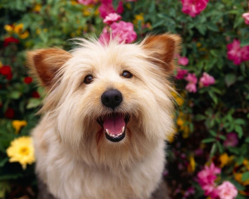 Happy dog in flower garden