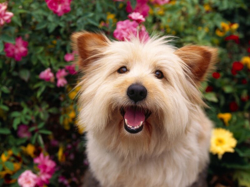 happy dog in flower garden