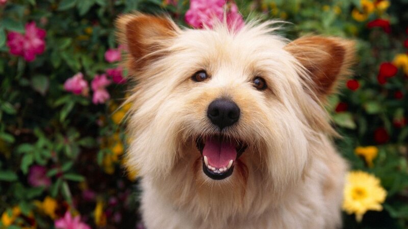 happy dog in garden