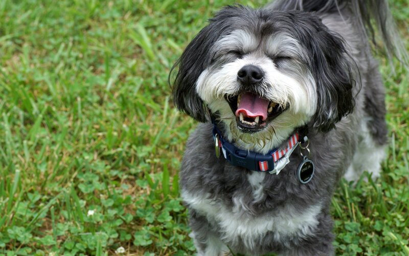 happy dog in grass