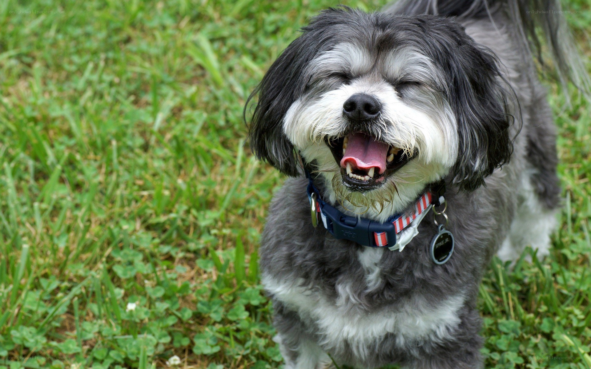 happy dog in grass