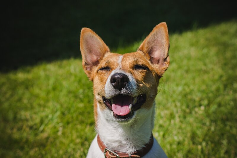 Happy Dog in Grass — Green