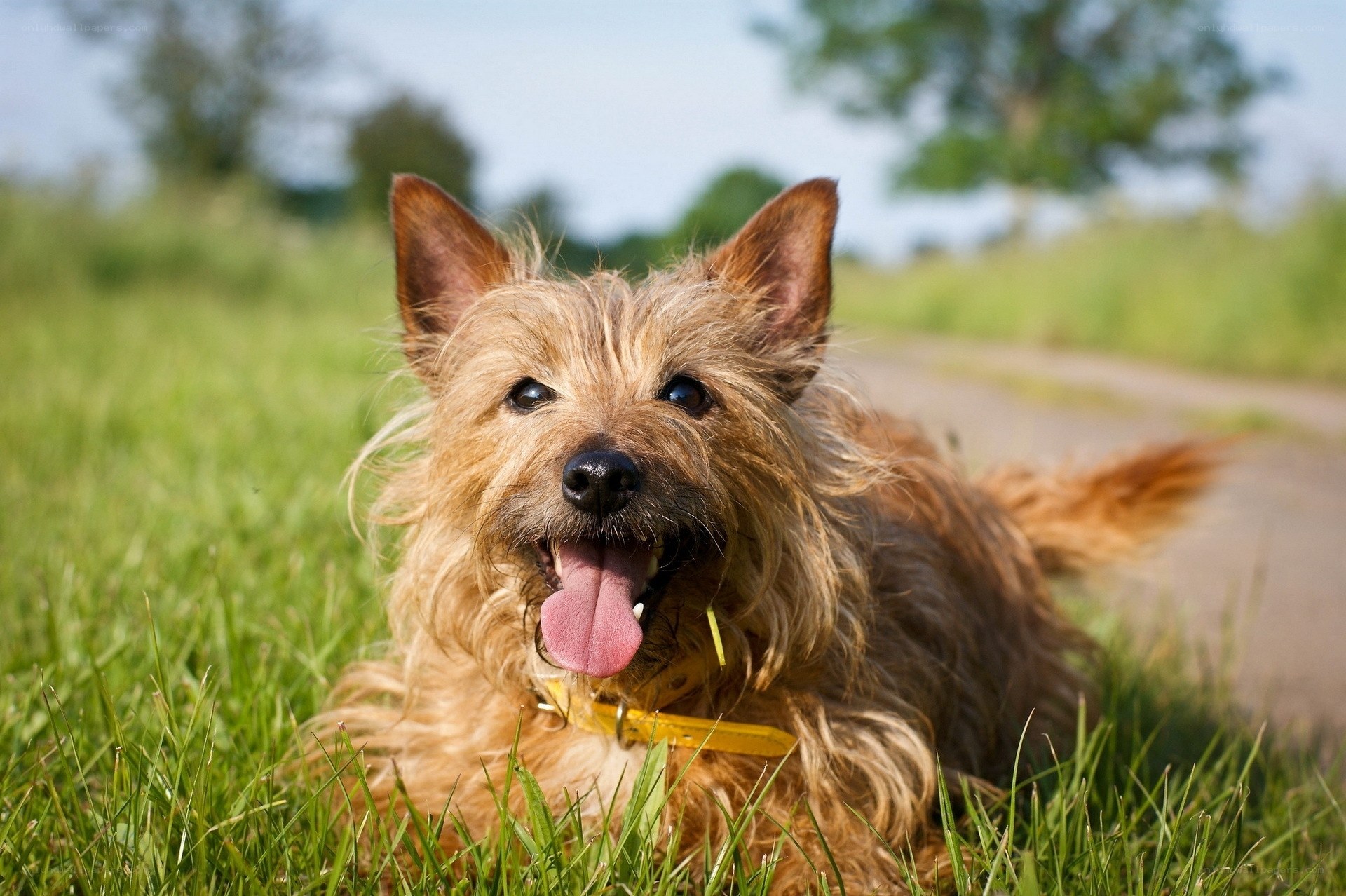 happy dog in grass