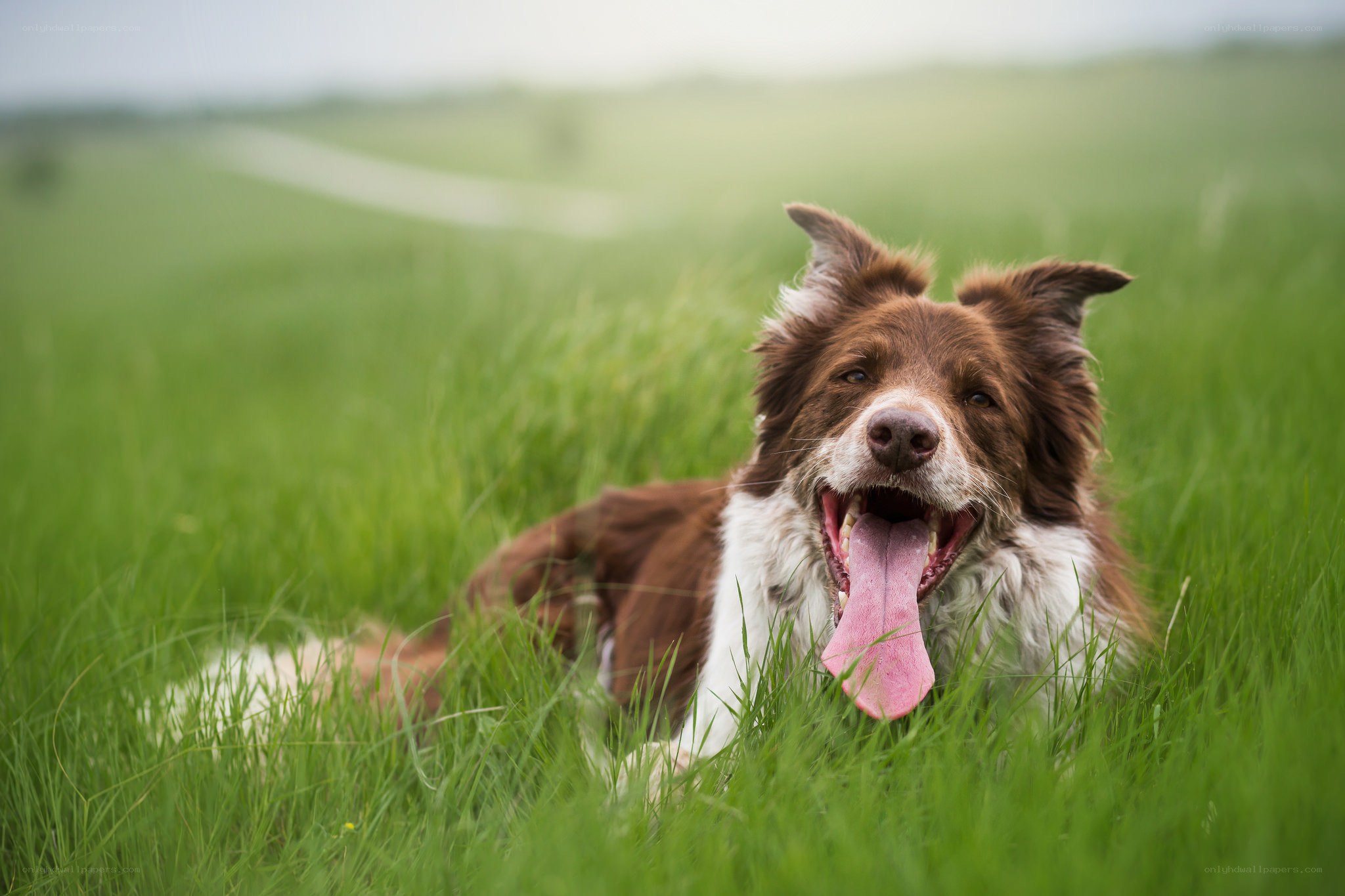 happy dog in green field