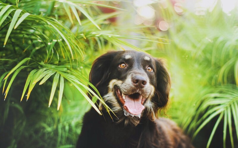 happy dog in green foliage