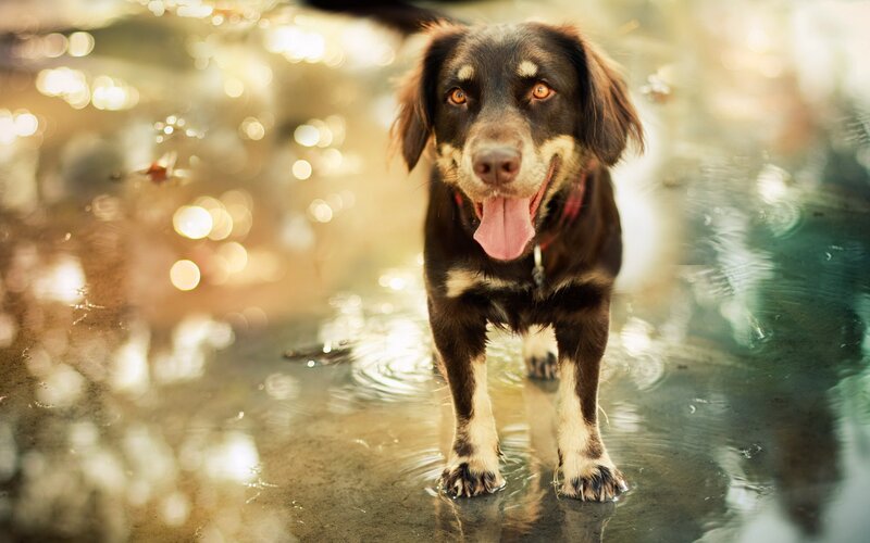 happy dog in shallow water