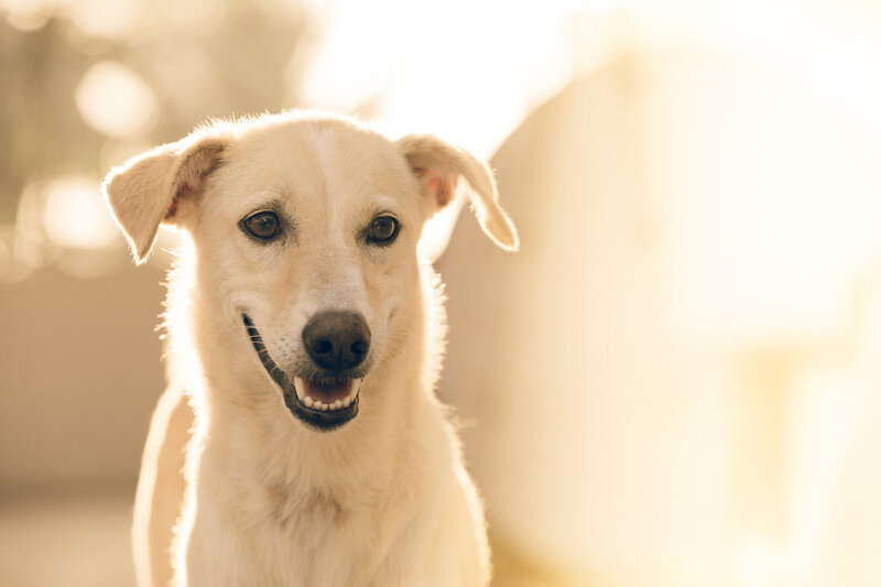 happy dog in sunlight