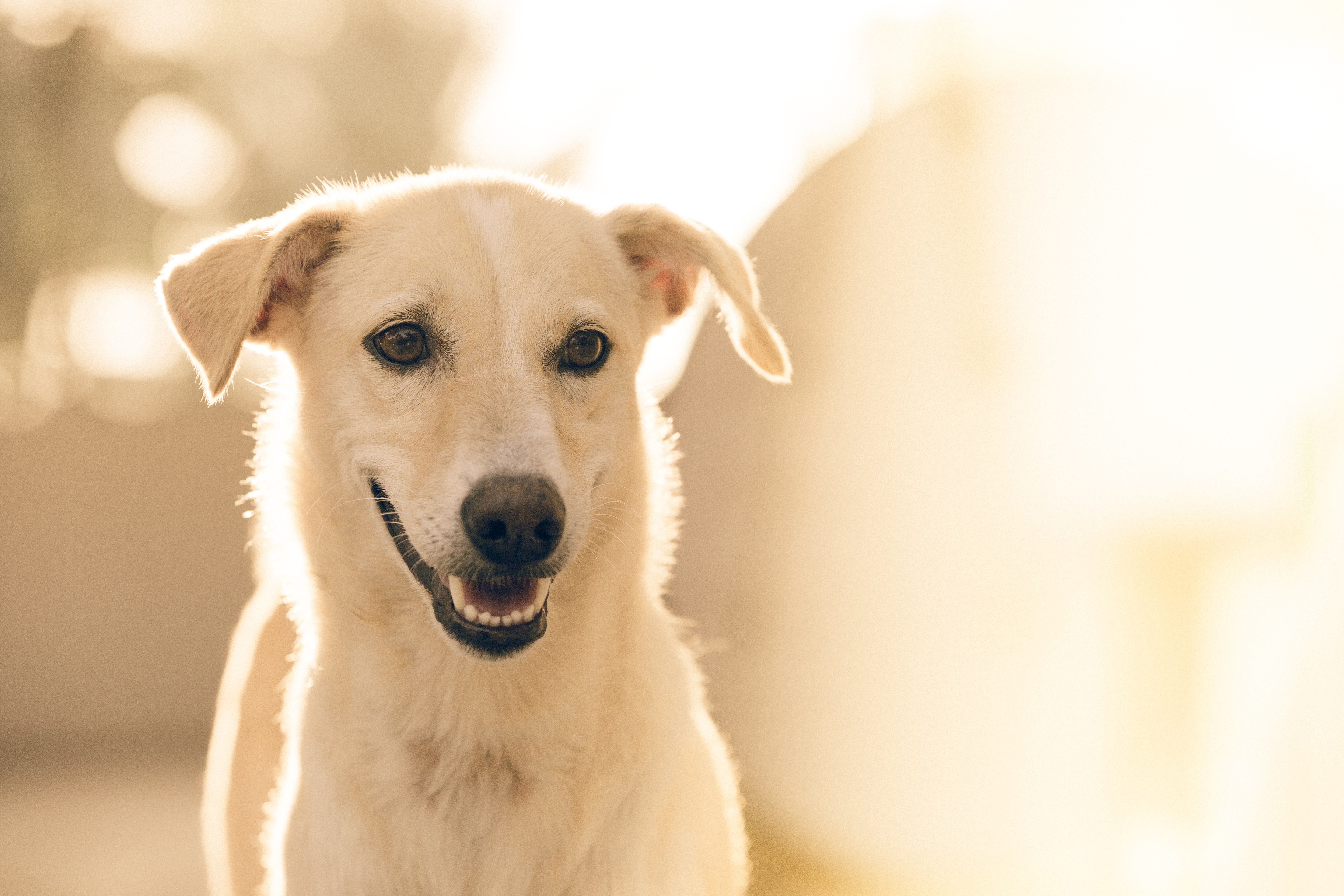 happy dog in sunlight