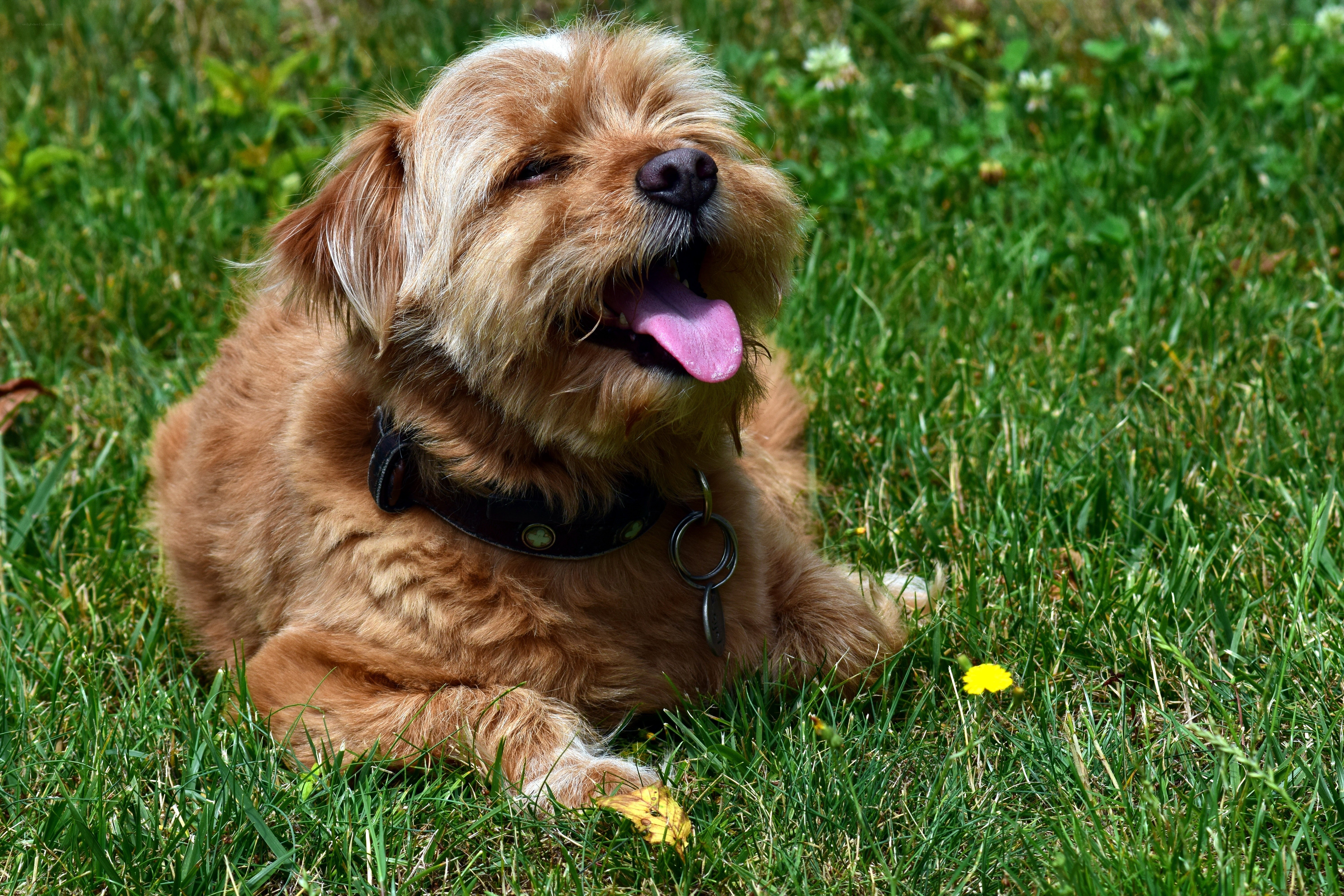 Happy dog in the grass