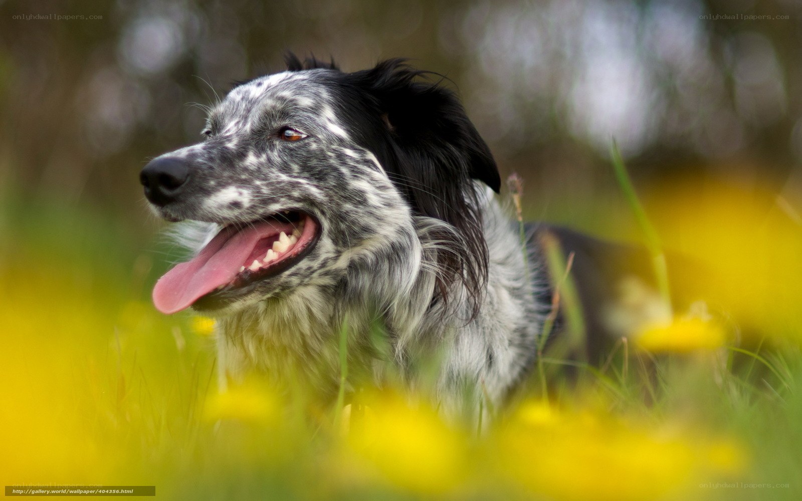 happy dog in yellow flowers