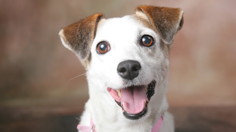 happy dog looking at camera