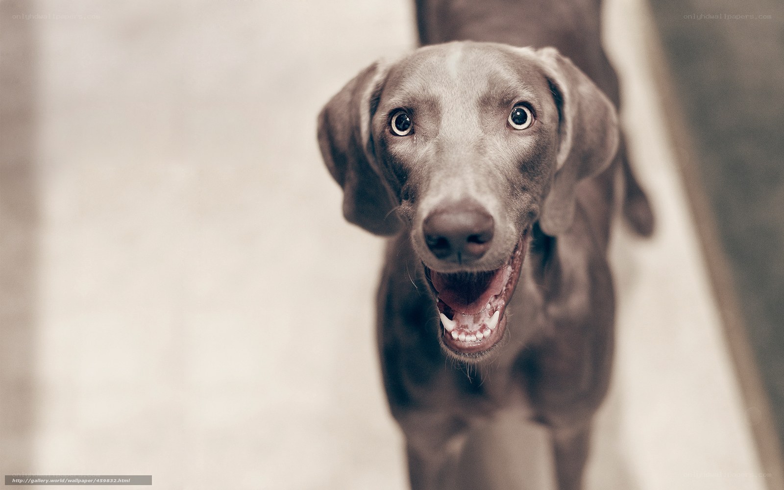 happy dog looking up