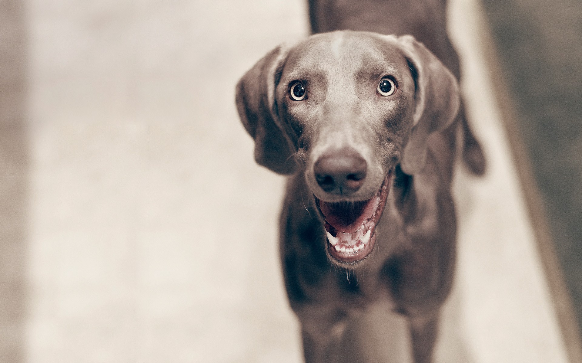 happy dog looking up