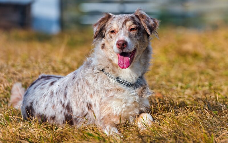 happy dog lying in grass
