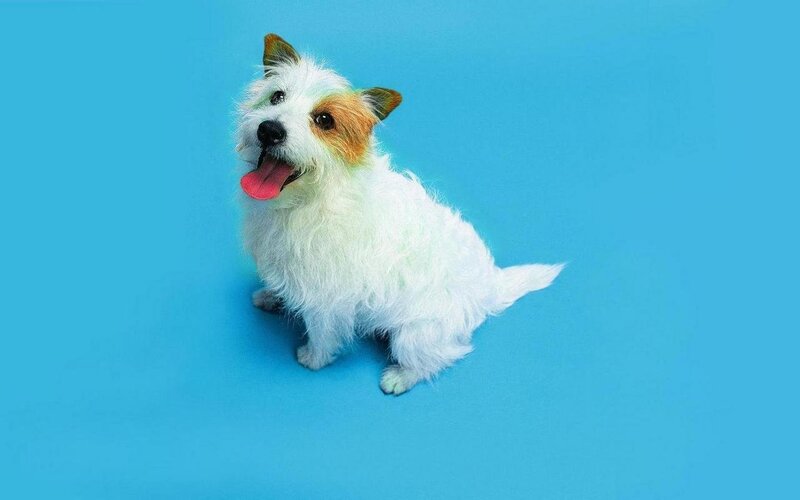 happy dog on blue background